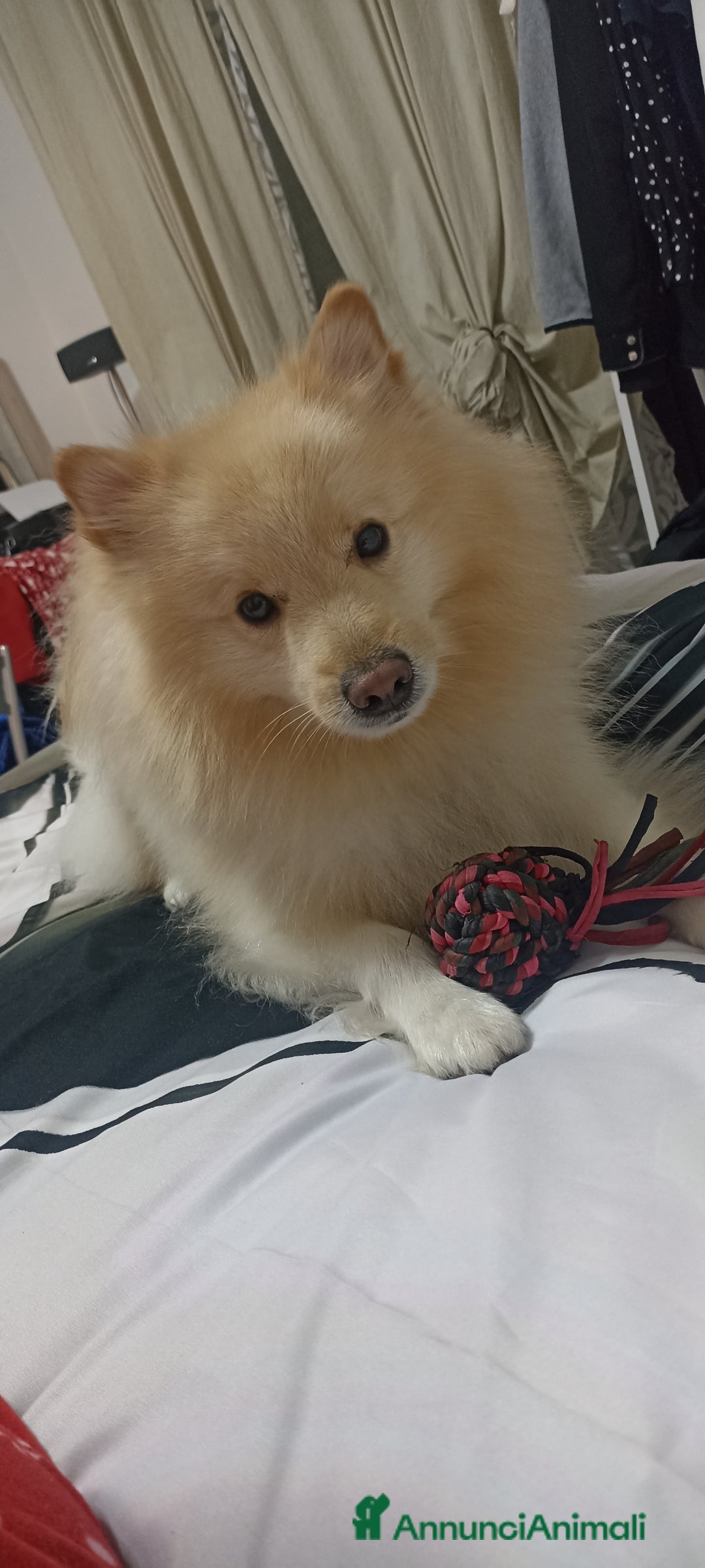 Volpino Italiano cani per accoppiamento: Volpino Italiano - Annuncio 5