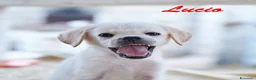 Labrador cani in regalo: Lucio dolce e delicato cucciolo in adozione - Annuncio 1