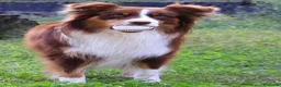 Australian Shepherd cani in vendita: aussie cuccioli a Città Metropolitana di Torino - Annuncio 3