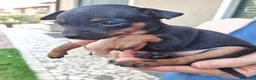 Pinscher Miniatura cani in vendita: Cuccioli di pinscher nano a Provincia di Vicenza - Annuncio 5