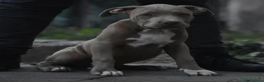 American Bully 5