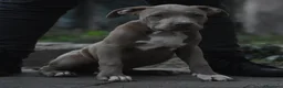 American Bully cani in vendita: Cucciole di American Bully XL. - Annuncio 16