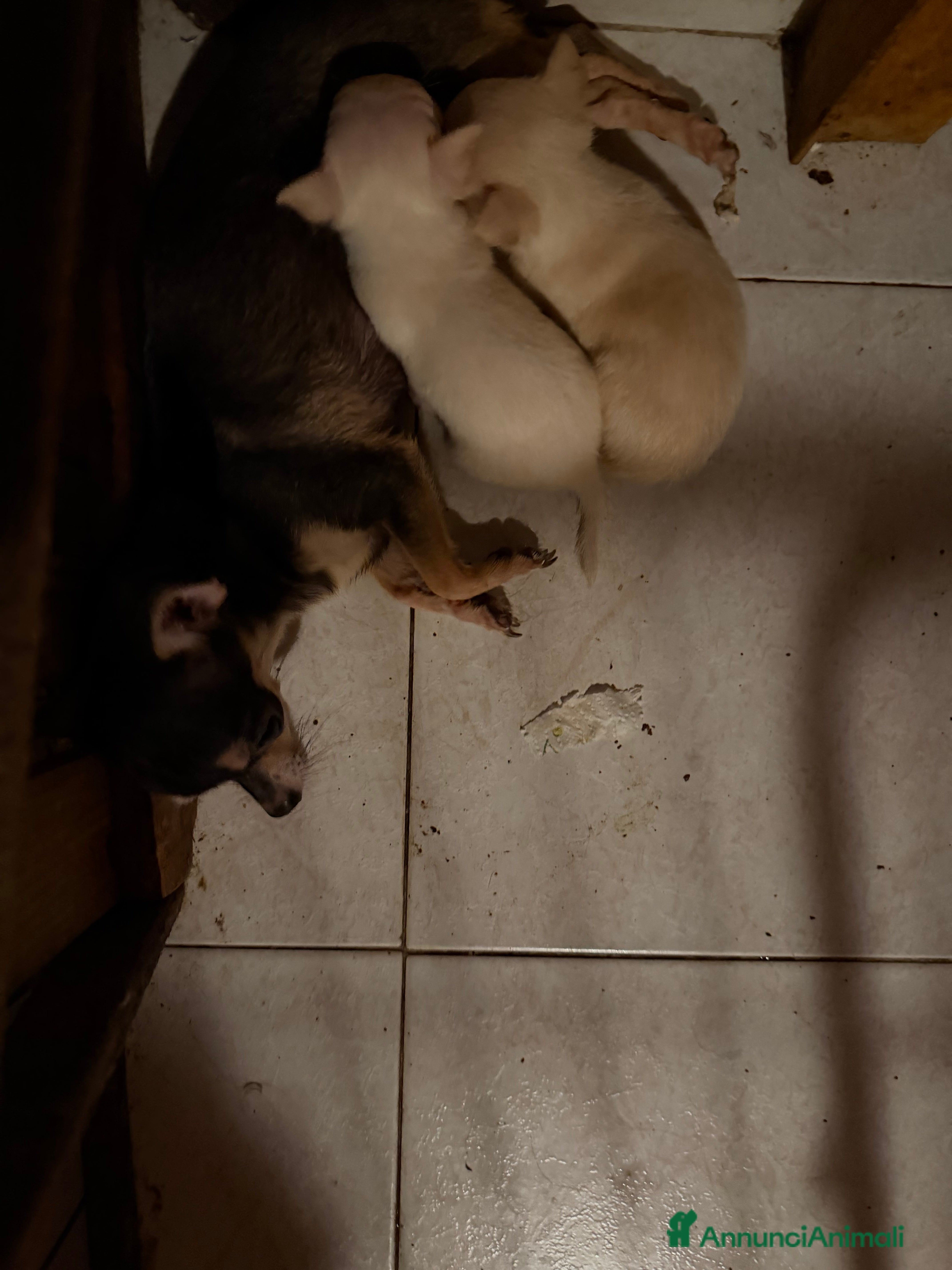 Chihuahua cani Chihuahua maschietto - Annuncio 19