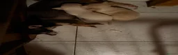 Chihuahua cani in vendita: Chihuahua maschietto - Annuncio 1