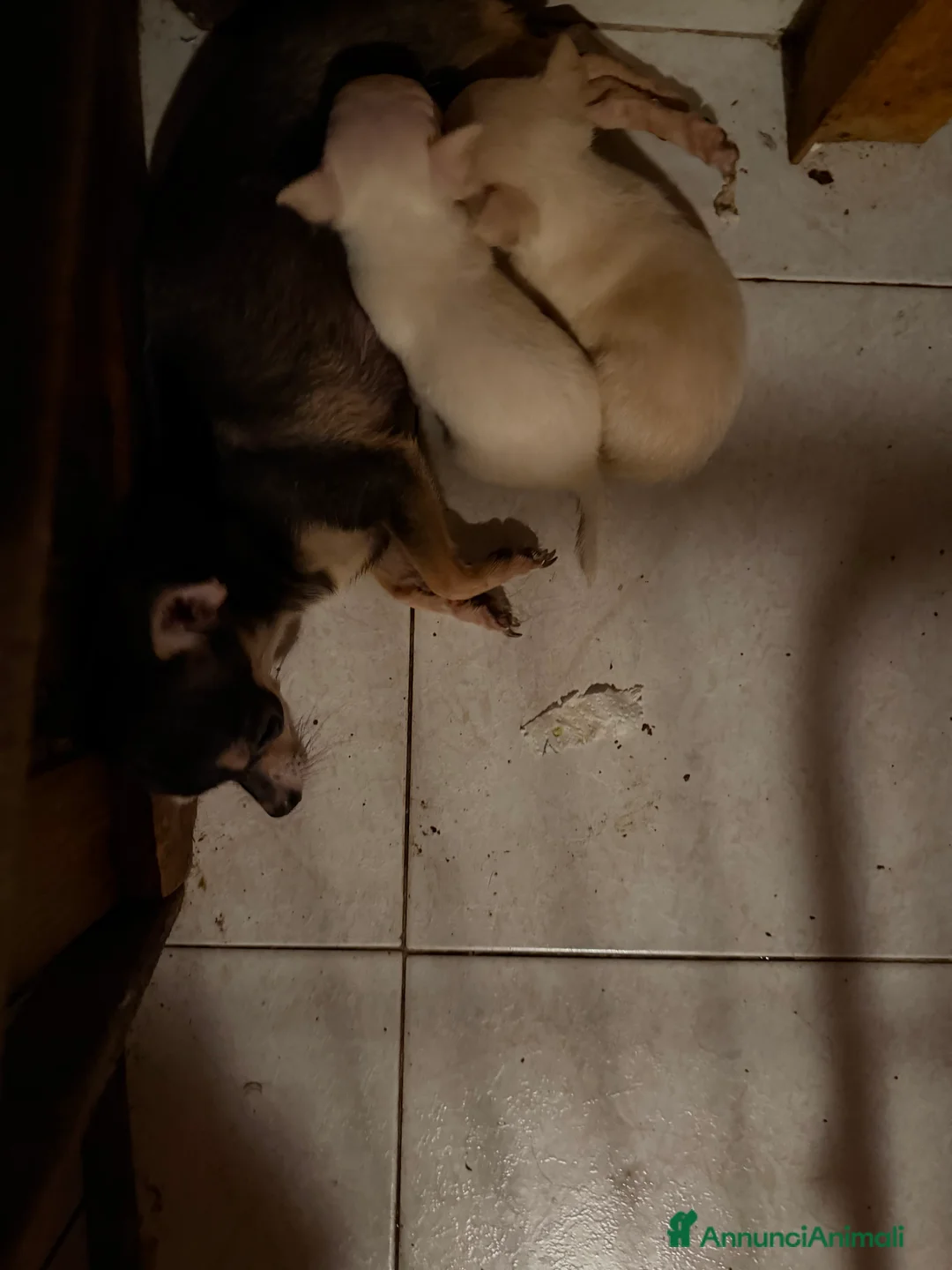 Chihuahua cani in vendita: Chihuahua maschietto - Annuncio 1