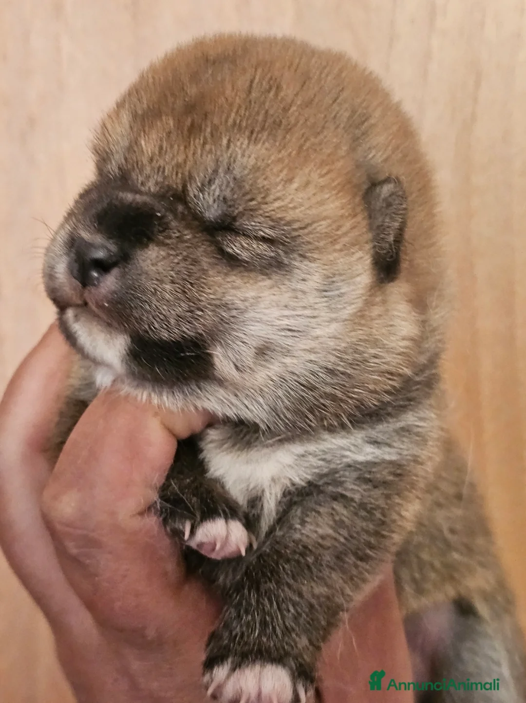 Shiba Inu cani in vendita: Shiba Inu a Città Metropolitana di Napoli - Annuncio 1