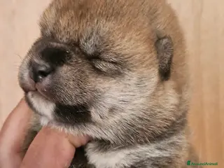 Shiba Inu cani Shiba Inu - Annuncio 2