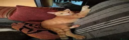 Meticcio gatti in regalo: 6 mesi, sano, ok cani e gatti  - Annuncio 8