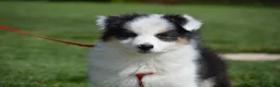 Australian Shepherd cani in vendita: Cucciole Australian Shepherd - Annuncio 2