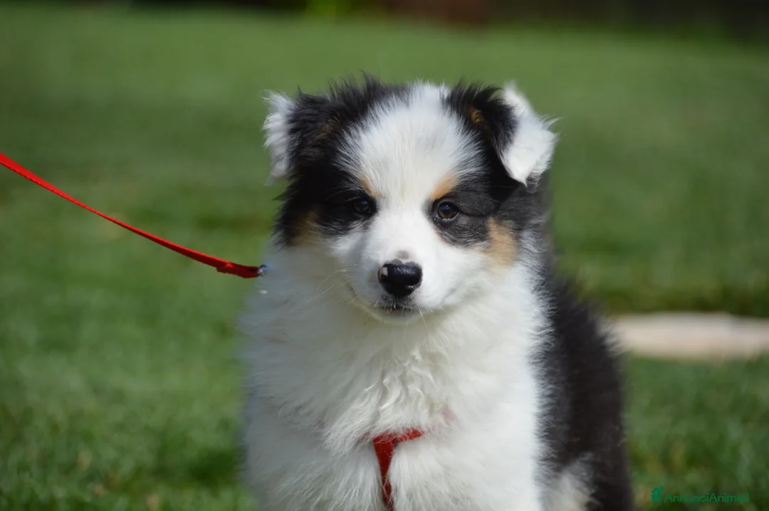 Australian Shepherd cani in vendita: Cucciole Australian Shepherd - Annuncio 2