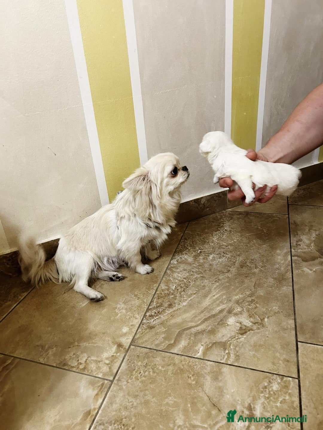 Chihuahua cani in vendita: Chihuahua micro  a Provincia di Foggia - Immagine 6