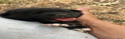 Meticcio cani in regalo: Cucciolo in regalo a Città metropolitana di Roma Capitale - Annuncio 4