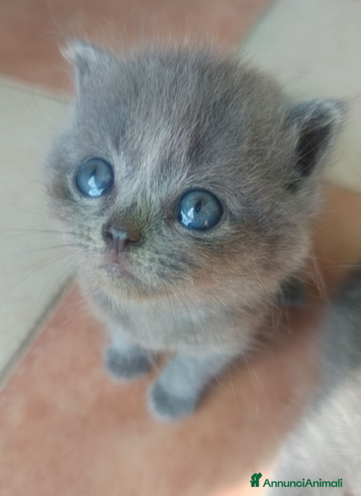 British gatti Adorabili gattini British shortair  - Annuncio 8