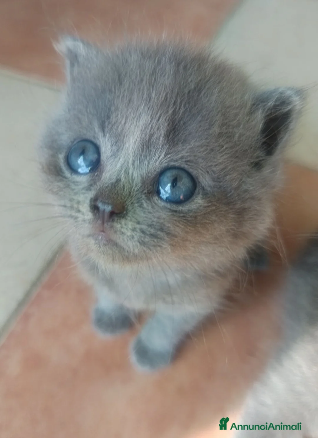 British gatti in vendita: Adorabili gattini British shortair  - Annuncio 1