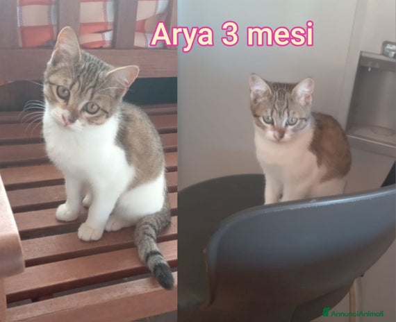Europeo gatti - Annuncio 8