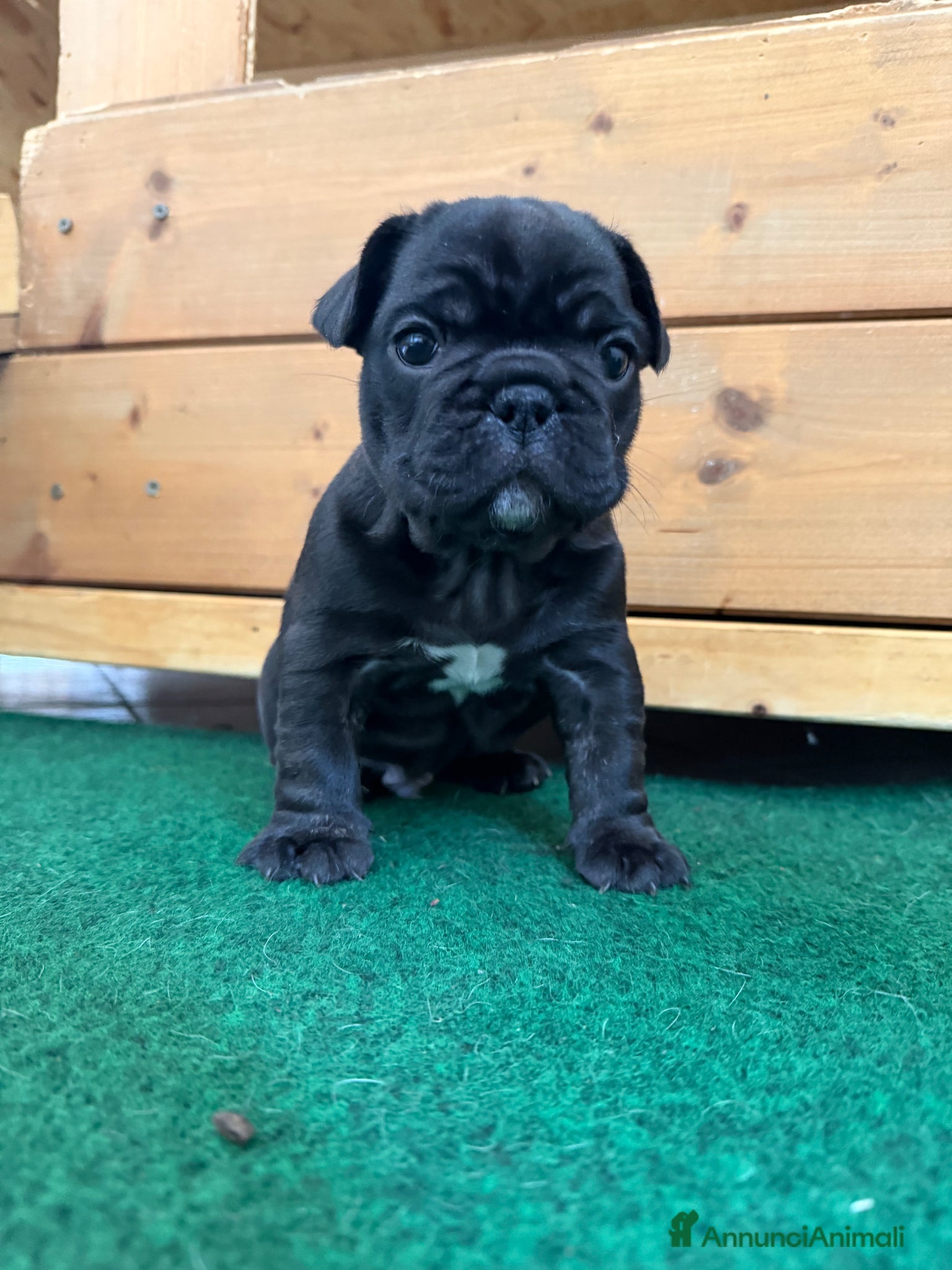 Bulldog Francese cani Bulldog francese  - Annuncio 1