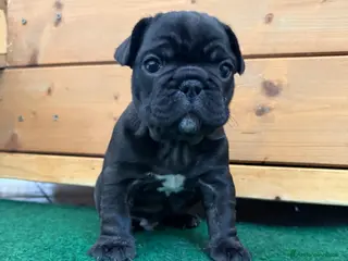 Bulldog Francese cani Bulldog francese - Annuncio 1