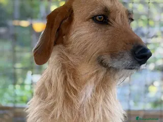 Meticcio cani Dana - Annuncio 7