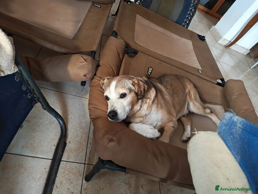 Meticcio cani in regalo: Buck: 15 anni. Educato e dolcissimo  - Annuncio 1