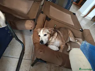 Meticcio cani Buck: 15 anni. Educato e dolcissimo - Annuncio 36