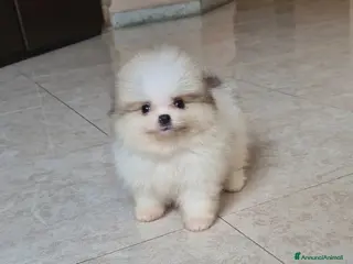 Volpino Pomerania cani Cuccioli di spitz pomerania M e F - Annuncio 1
