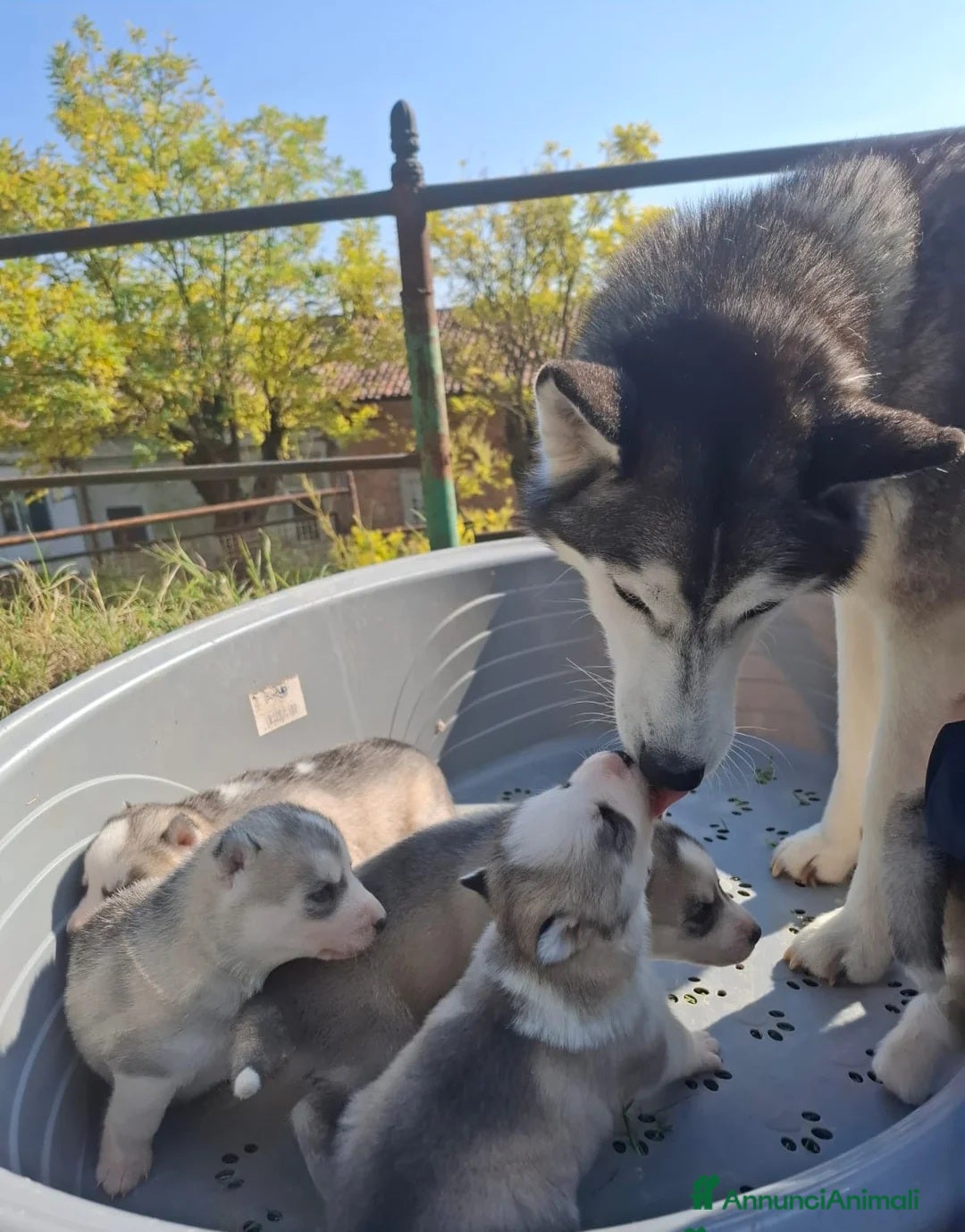 Husky cani in regalo: Siberian Husky in adozione - Annuncio 6