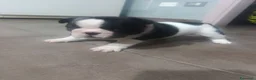 Bulldog Francese cani in vendita: Cuccioli di bulldog francese  a Città metropolitana di Palermo - Annuncio 8