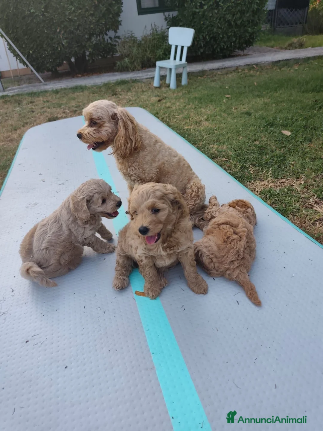Barboncino cani in vendita: Vendo cuccioli di barboncino nano  - Annuncio 2