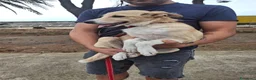Meticcio cani in regalo: FIAMMA 🩷 DAL FUOCO, VERSO UNA NUOVA VITA 🙏🏻 a Provincia di Pavia - Annuncio 3