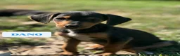 Meticcio cani in regalo: 7 MERAVIGLIE da salvare! Taglia PICCOLA - Annuncio 4
