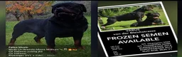 Rottweiler cani in vendita: Disponibili cuccioli Rottweiler  - Annuncio 20