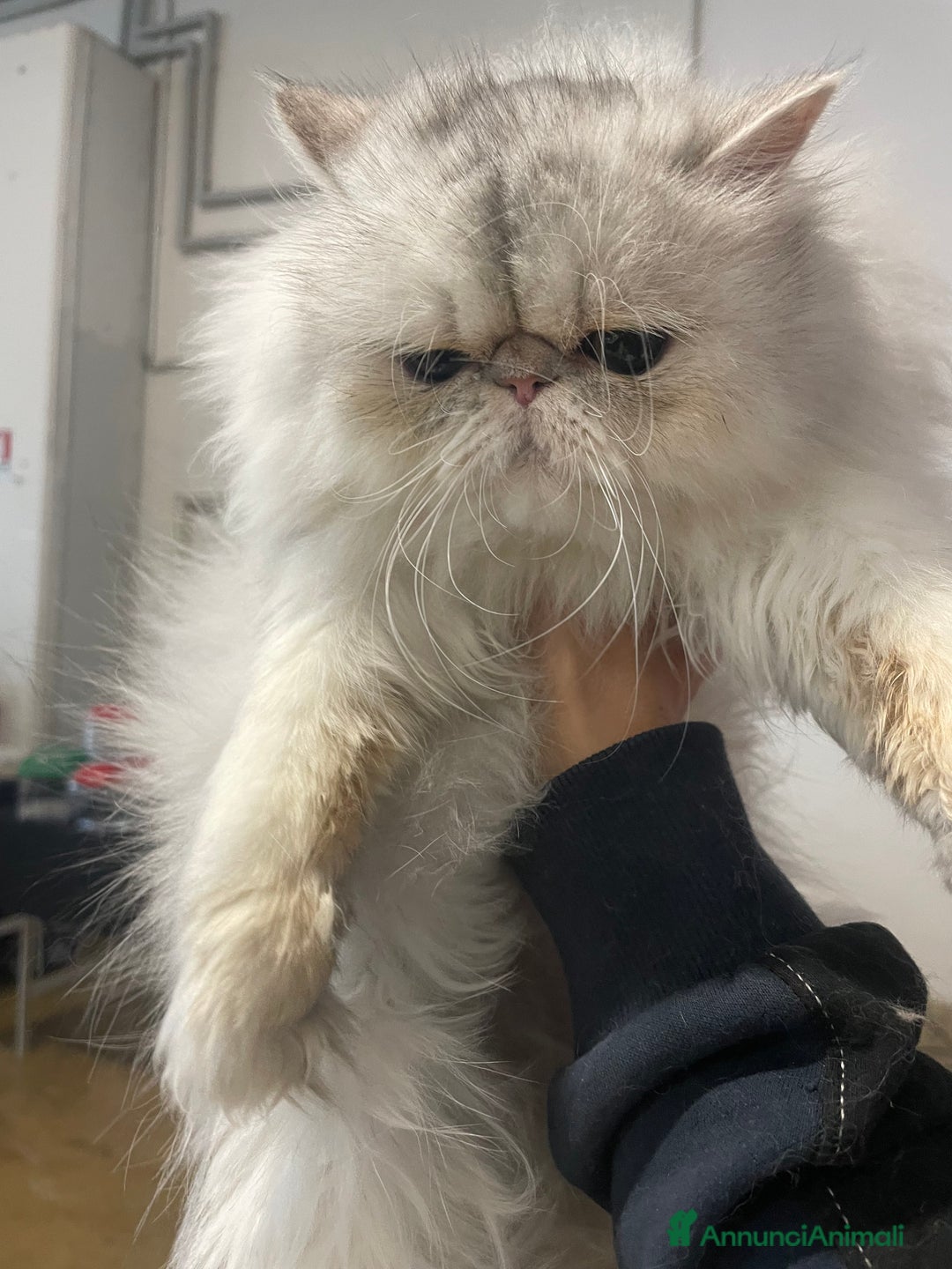 Persiano gatti in vendita: gatta persiana blu silver con pedigree - Annuncio 7