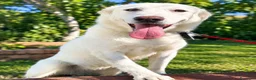 Meticcio cani in regalo: Thor . - Annuncio 1