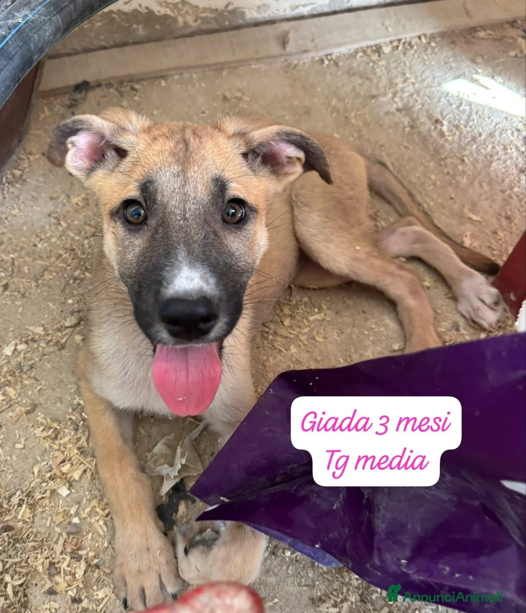 Meticcio cani in regalo: Bellissimi cuccioli in rifugio  a Città Metropolitana di Bologna - Annuncio 10