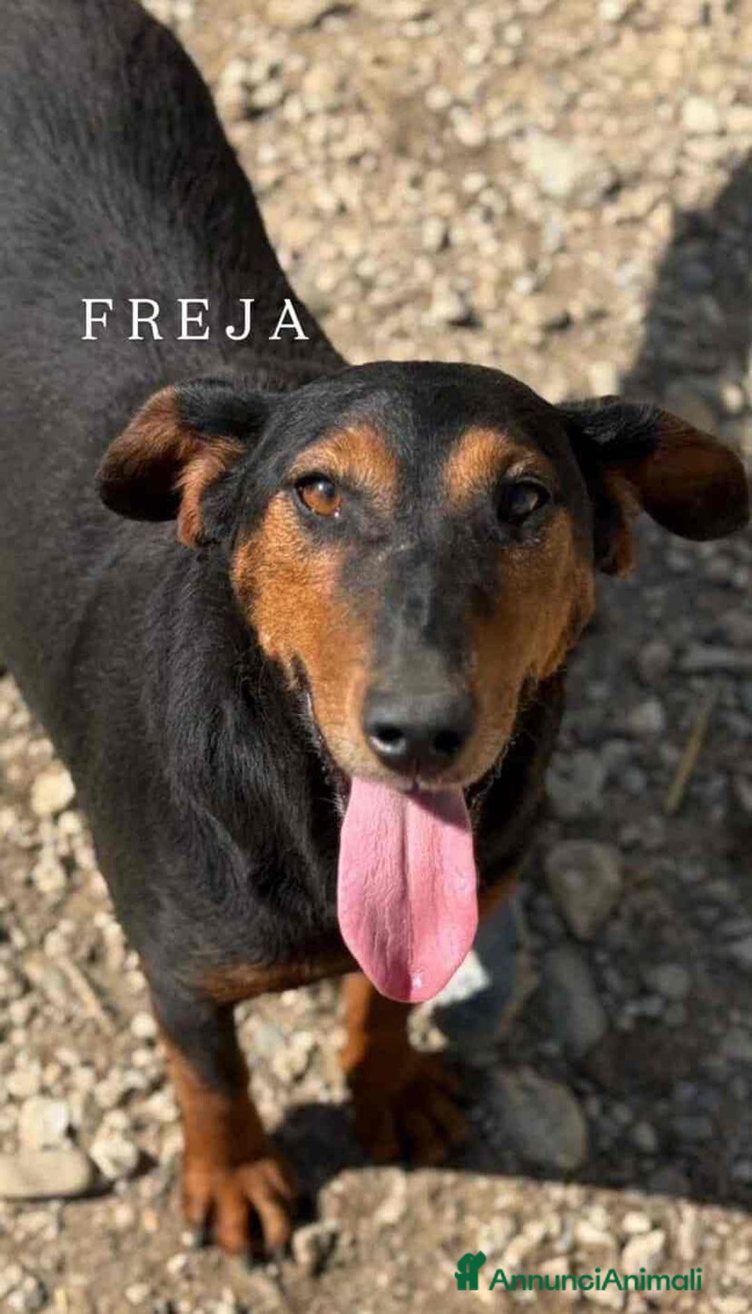 Meticcio cani in regalo: FREJA, la terrier più SIMPATICA del rifugio! - Annuncio 3