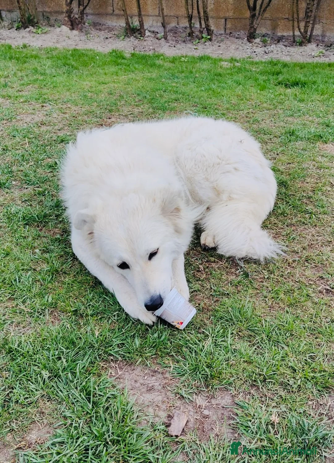 Meticcio cani in regalo: Cuccioli derivato Maremmano  - Annuncio 2