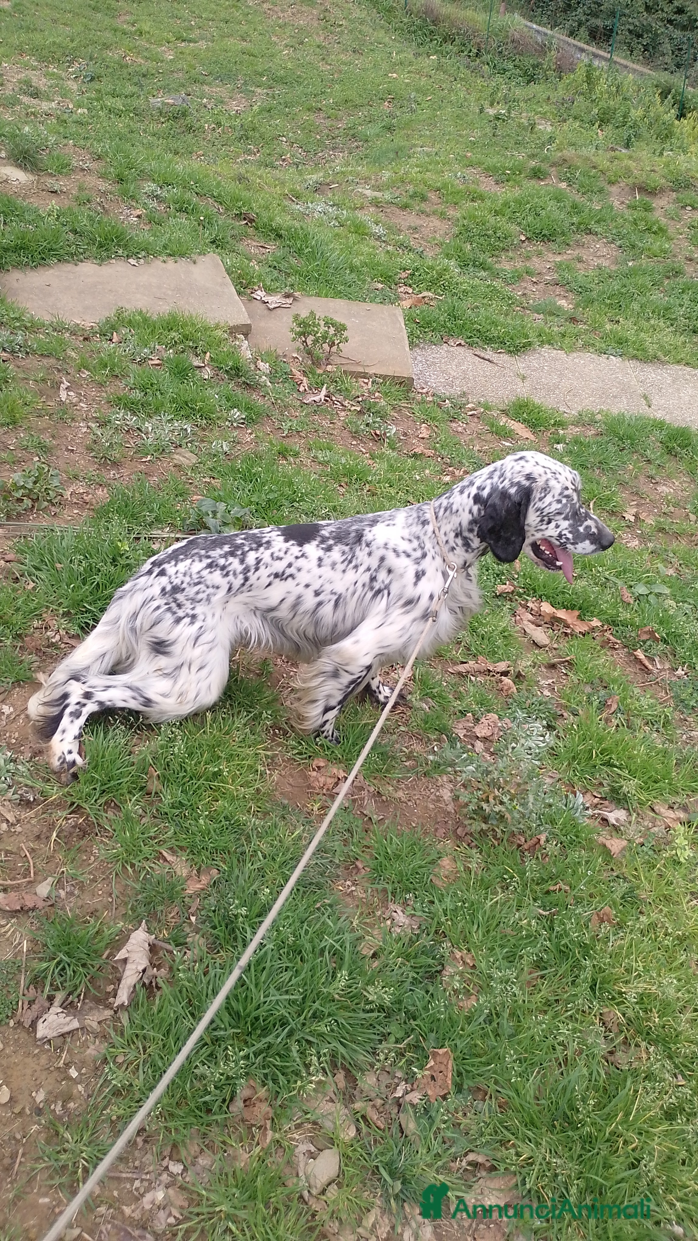 Setter Inglese cani Regalo setter inglese maschio  a Città Metropolitana di Genova - Annuncio 4