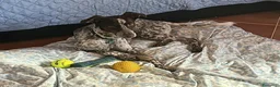 Meticcio cani in regalo: Matisse 1 anno taglia media piccola  - Annuncio 5