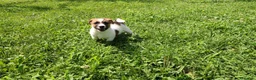 Jack Russell cani in vendita: Jack Russell bianchi aranci pelo liscio - Annuncio 3