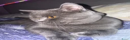 British gatti per accoppiamento: British shorthair Maschio Accopiamento a Provincia di Treviso - Annuncio 7