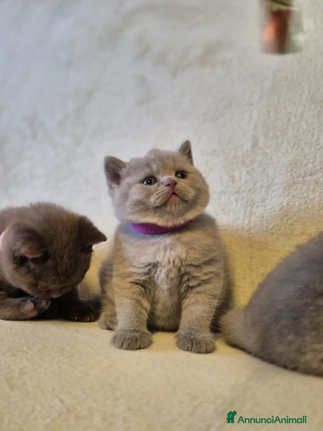 British gatti in vendita: British e scottish pedigree - Annuncio 2