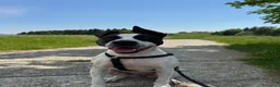 Meticcio cani in regalo: Mix molossina 2anni DOMENICA TORNA IN PUGLIA! LODI - Annuncio 1
