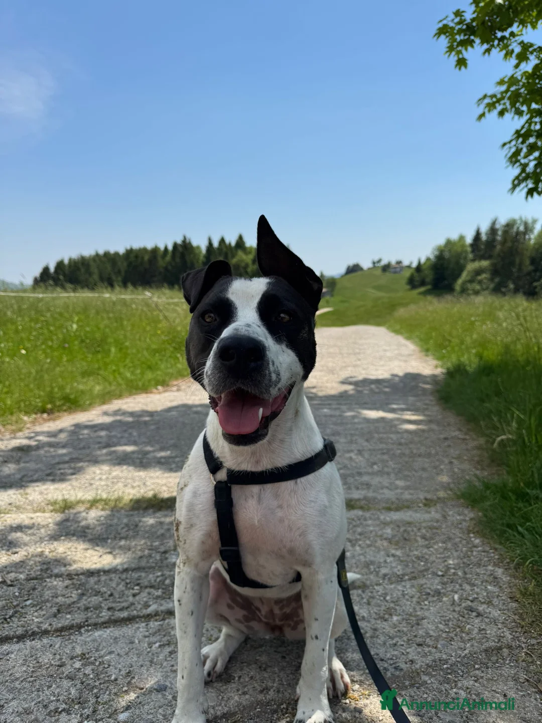 Meticcio cani in regalo: Mix molossina 2anni DOMENICA TORNA IN PUGLIA! LODI - Annuncio 1