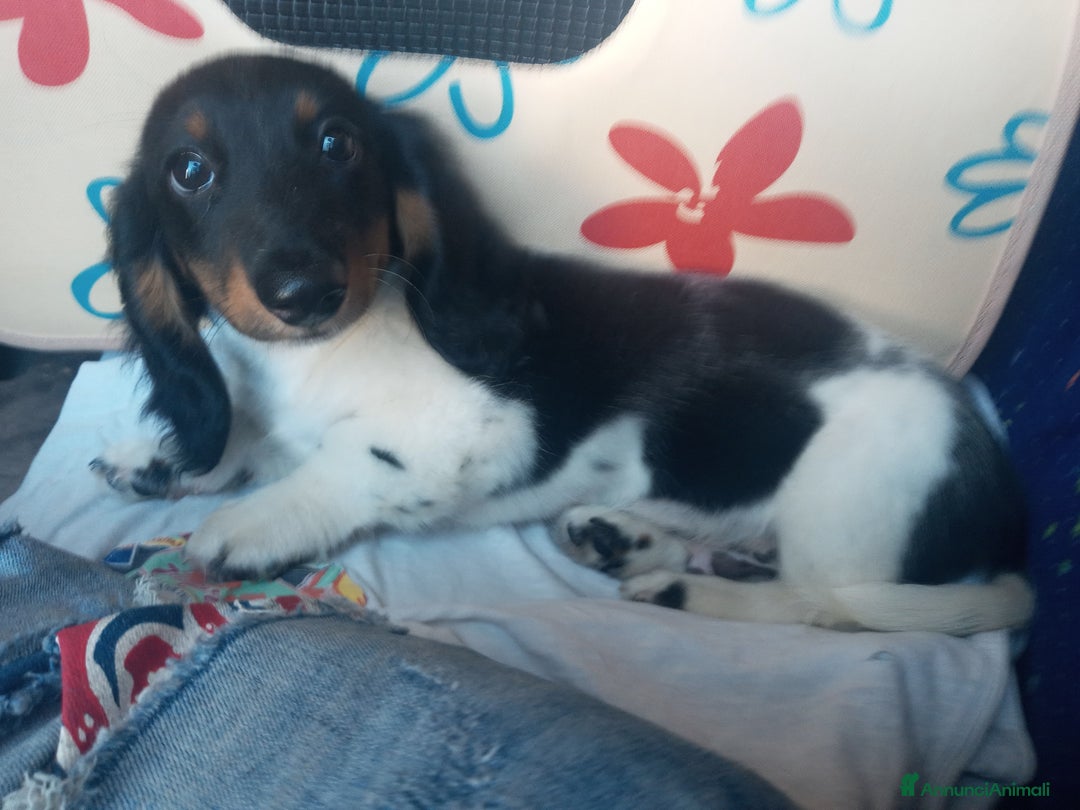 Bassotto cani per accoppiamento: Bassotto piebadl p lungo - Annuncio 7