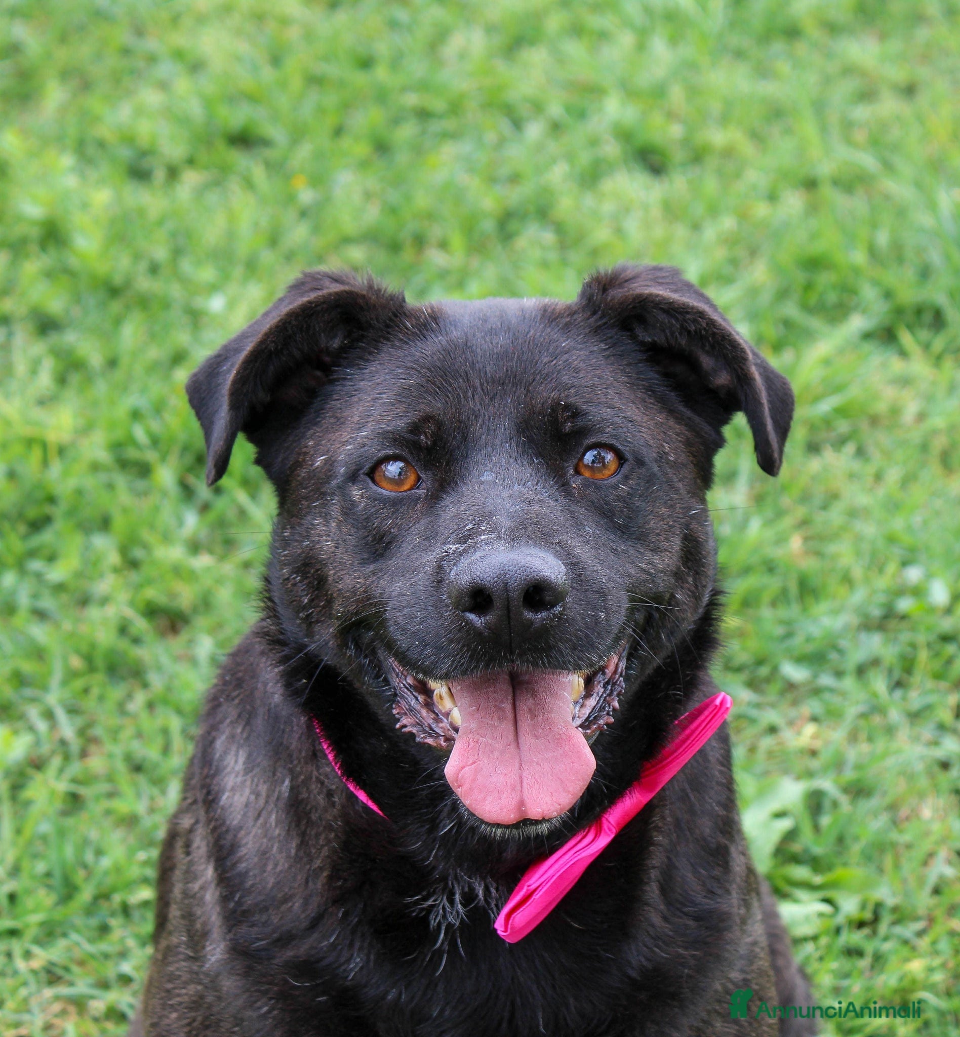 Meticcio cani Dama, in canile da una vita - Annuncio 6