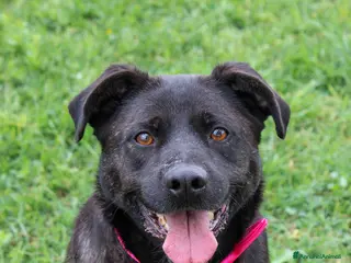 Meticcio cani Dama, in canile da una vita - Annuncio 6