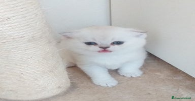 Scottish gatti a Bagnacavallo - Annuncio 6