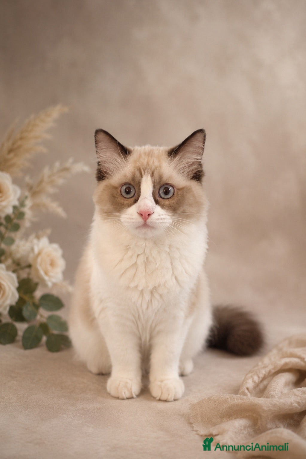 Ragdoll gatti Incantevole Cucciola di Ragdoll Seal Bicolor - Annuncio 3