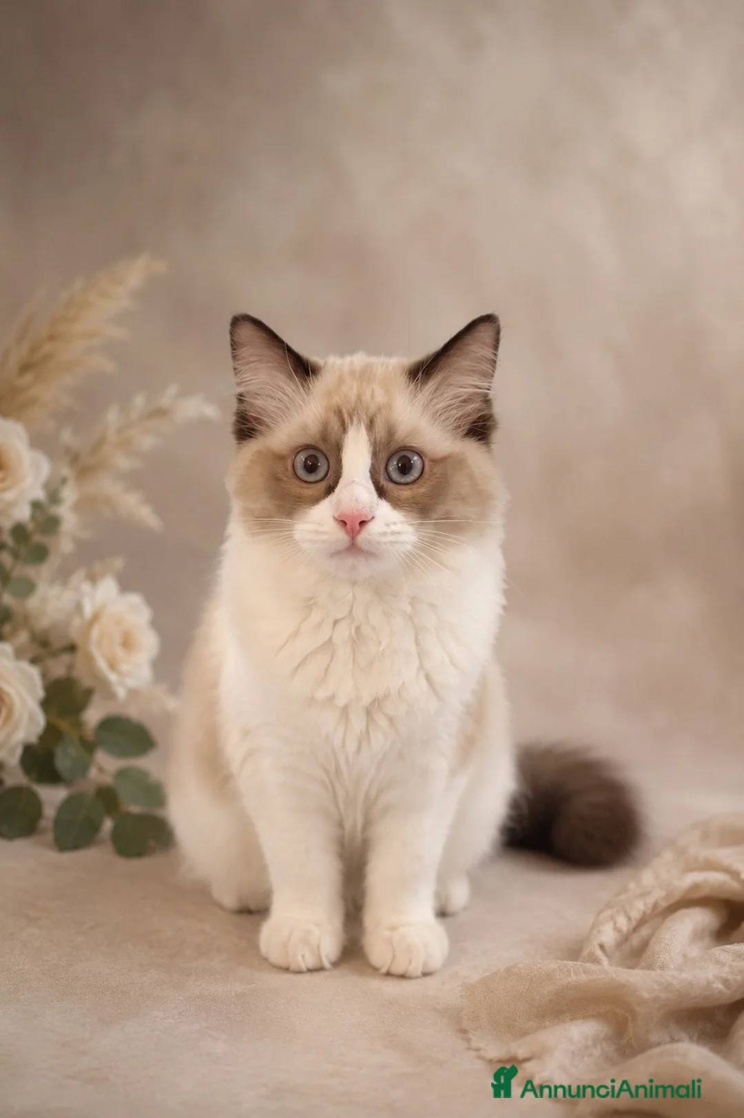 Ragdoll gatti in vendita: Incantevole Cucciola di Ragdoll Seal Bicolor - Annuncio 1