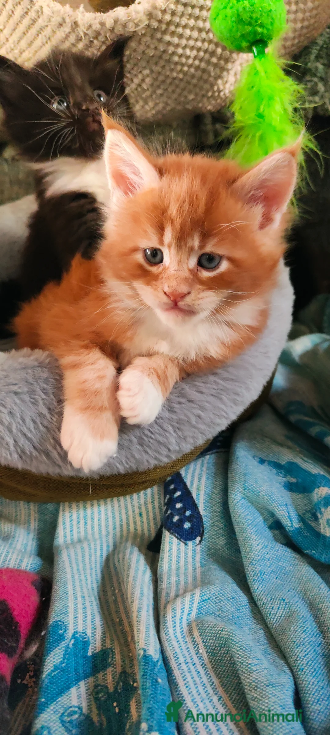 Maine Coon gatti in vendita: Cuccioli Maine Coon  - Annuncio 2